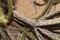 Aspalathus triquetra