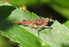 Tetrix subulata