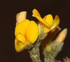 Aspalathus triquetra