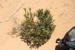 Aspalathus triquetra