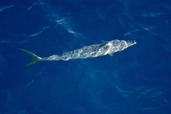 Elagatis bipinnulata