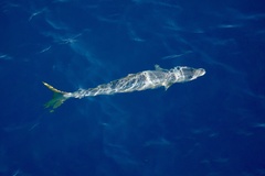 Elagatis bipinnulata