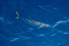 Elagatis bipinnulata