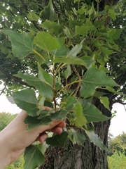 Populus