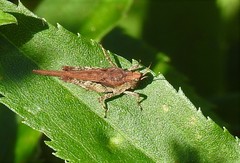 Tetrix subulata
