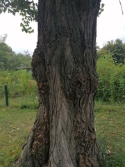 Populus