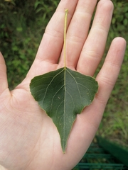 Populus