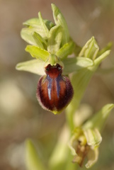 Ophrys exaltata