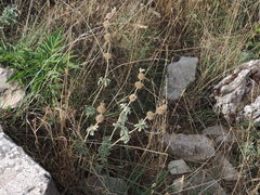 Marrubium incanum