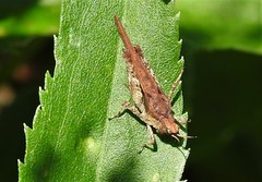 Tetrix subulata