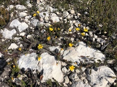 Osteospermum subulatum