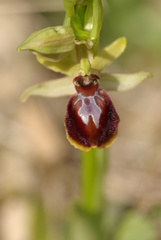 Ophrys exaltata