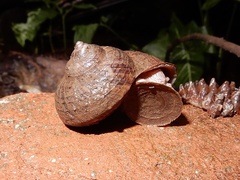 Cyclophorus indicus