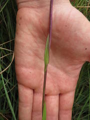 Disperis tysonii