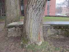 Ulmus