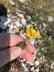 Osteospermum subulatum