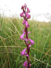 Disperis tysonii