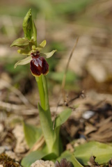 Ophrys exaltata