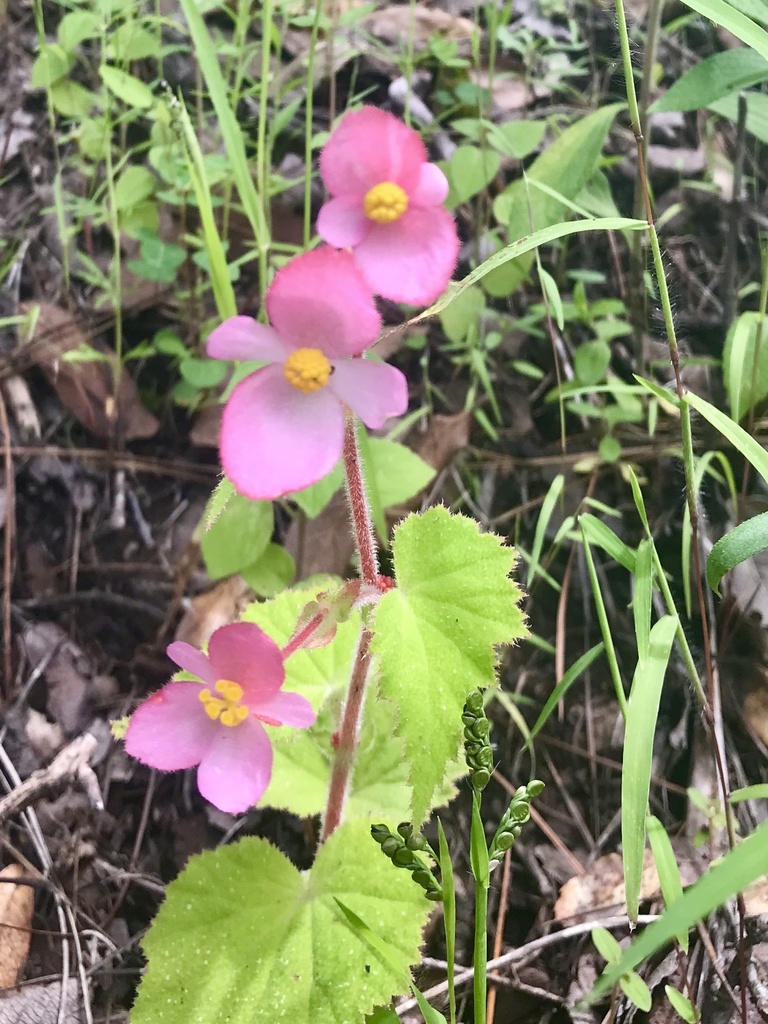 Begonia sandtii