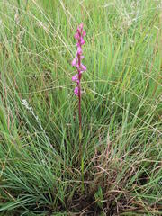 Disperis tysonii