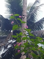 Pachliopta pandiyana