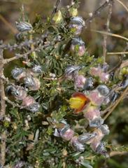 Aspalathus ternata