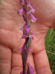 Disperis tysonii