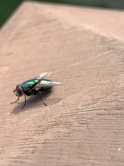 Calliphoridae