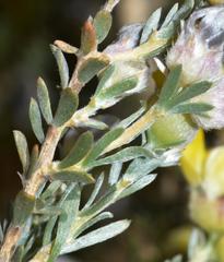 Aspalathus ternata
