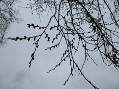 Ulmus