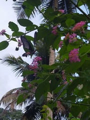 Pachliopta pandiyana