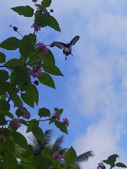 Pachliopta pandiyana