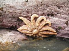 Stichaster australis