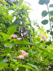 Pachliopta pandiyana