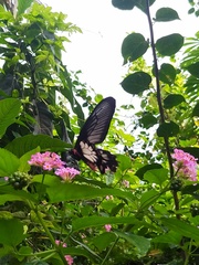 Pachliopta pandiyana