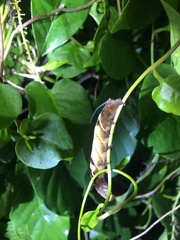 Neogurelca himachala