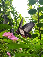 Pachliopta pandiyana