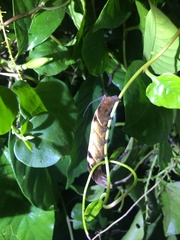 Neogurelca himachala