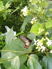 Pachliopta pandiyana