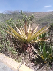 Furcraea andina