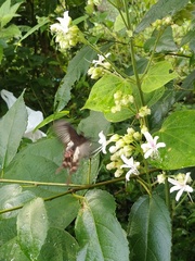 Pachliopta pandiyana