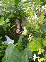 Pachliopta pandiyana