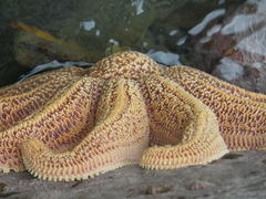 Stichaster australis