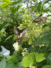 Pachliopta pandiyana