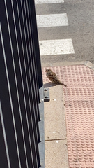Passer domesticus balearoibericus