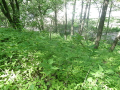 Euonymus leiophloeus