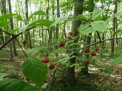Euonymus leiophloeus