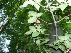 Euonymus leiophloeus