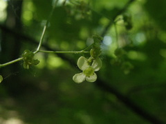 Euonymus leiophloeus