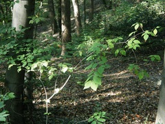 Euonymus leiophloeus